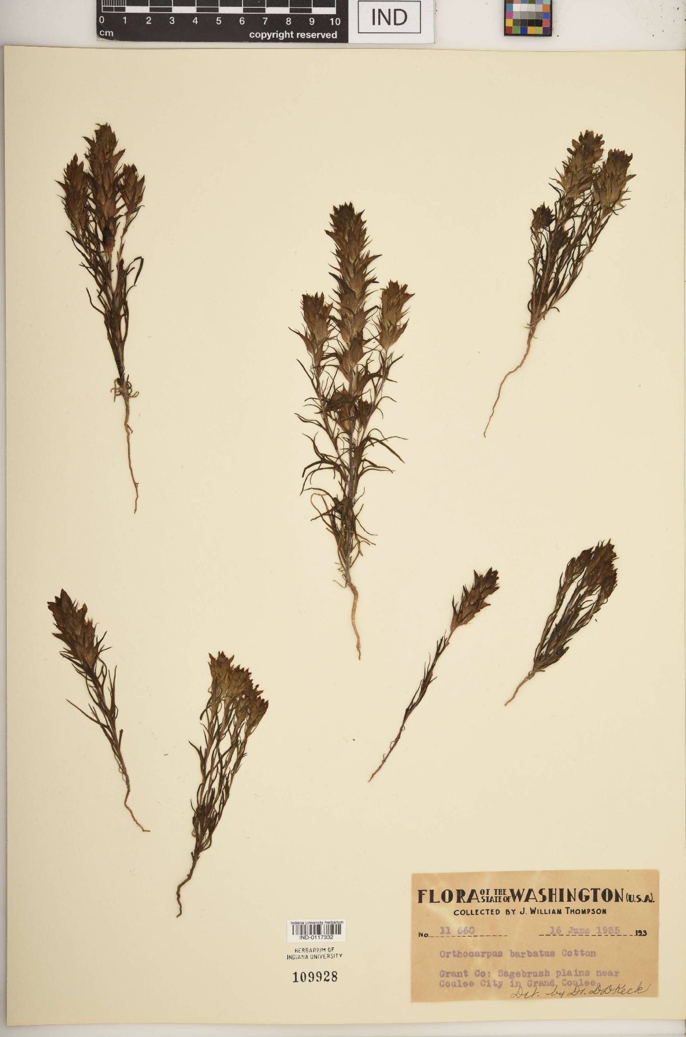 Orthocarpus barbatus image