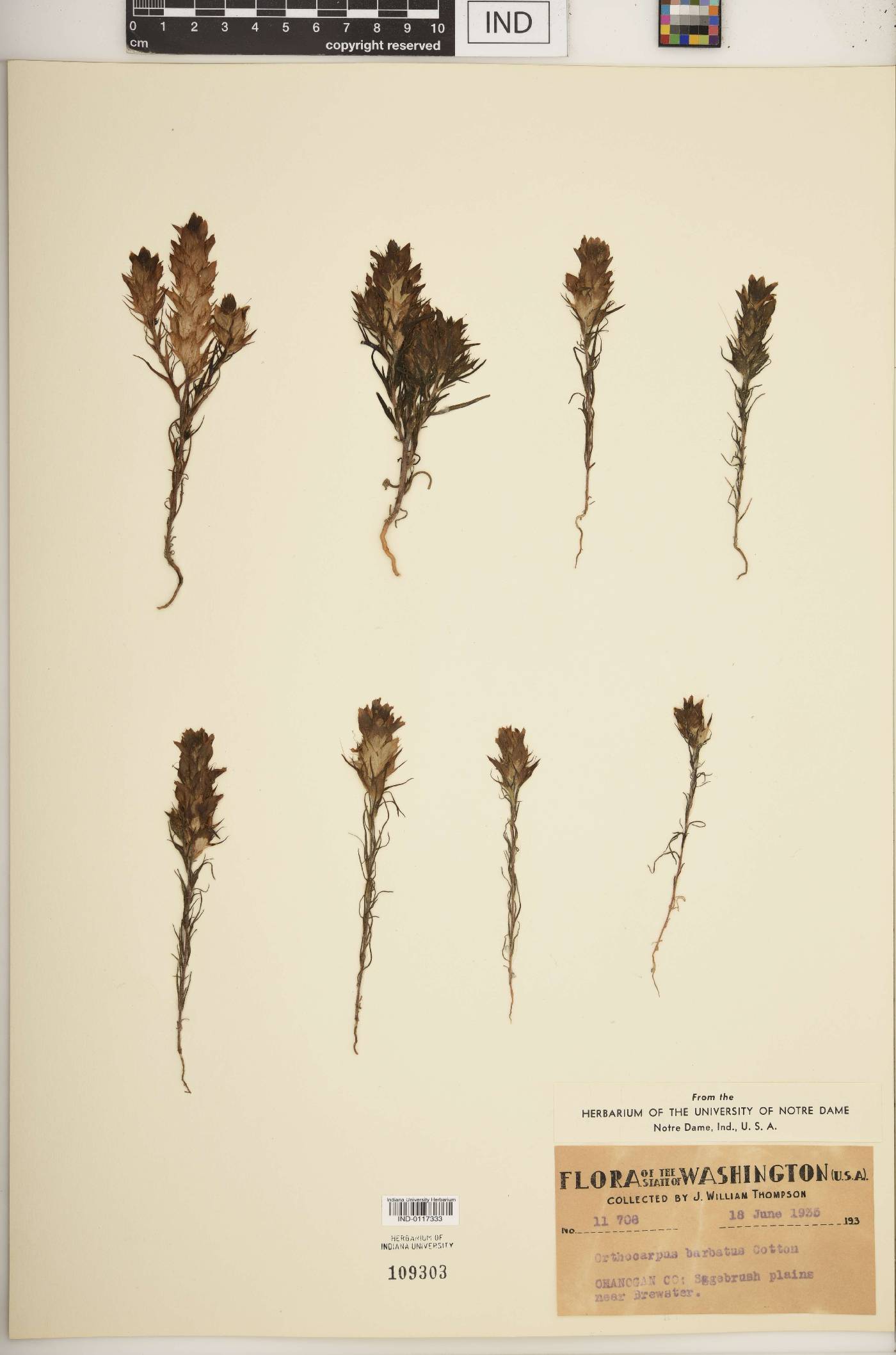 Orthocarpus barbatus image