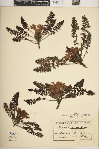 Image of Pedicularis asplenifolia