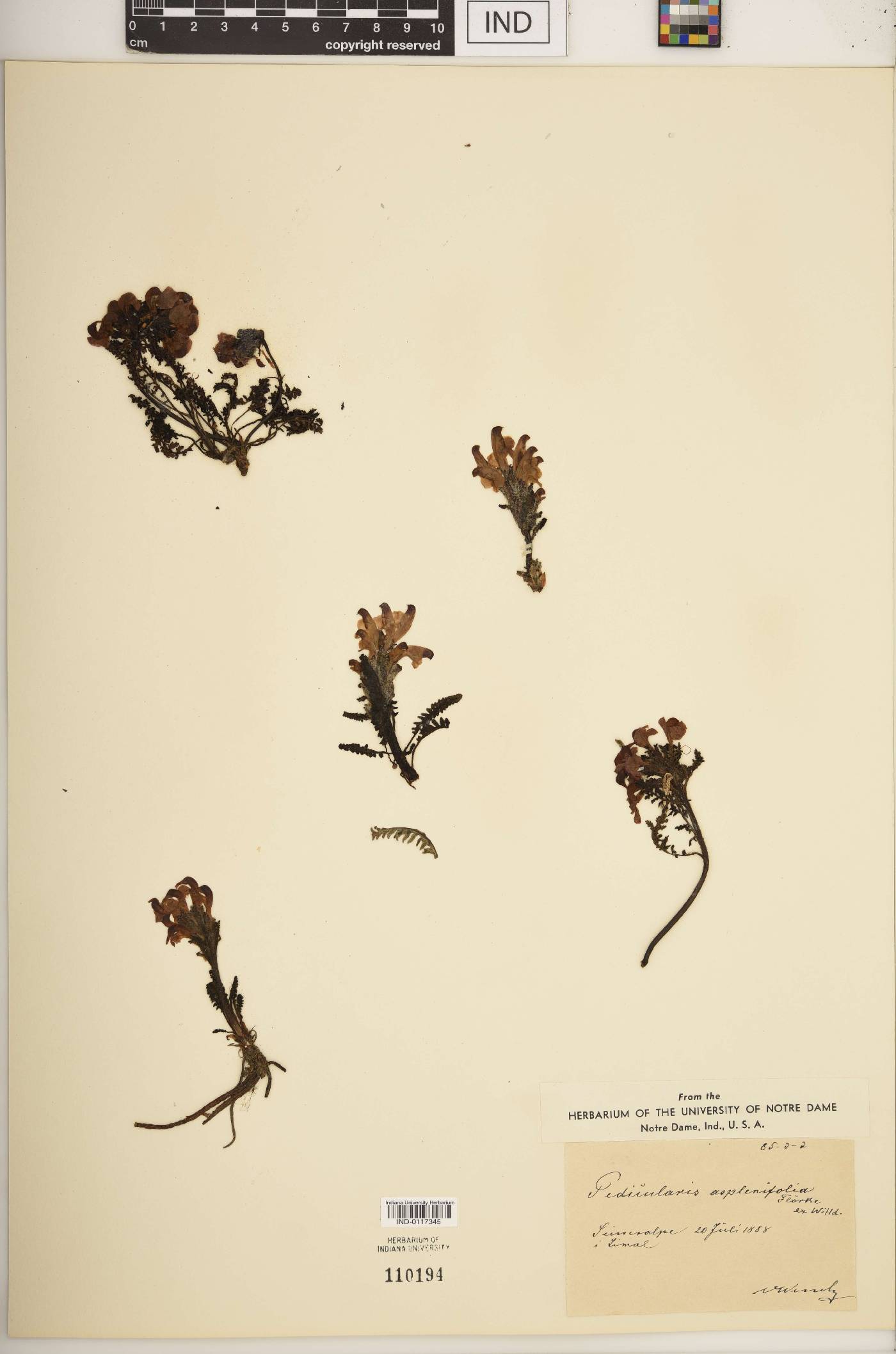 Pedicularis asplenifolia image