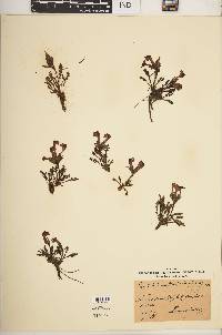 Pedicularis asplenifolia image