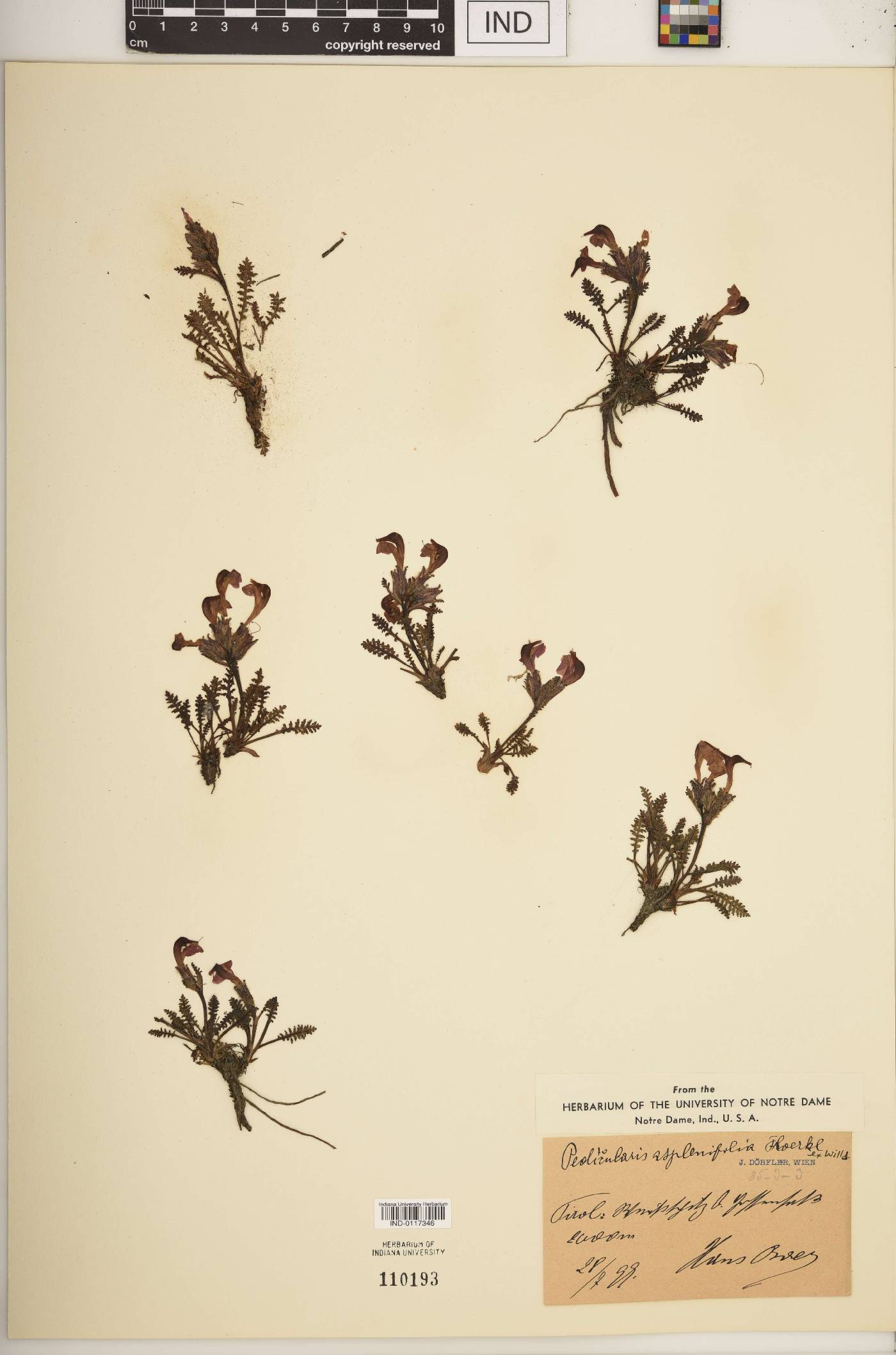 Pedicularis asplenifolia image