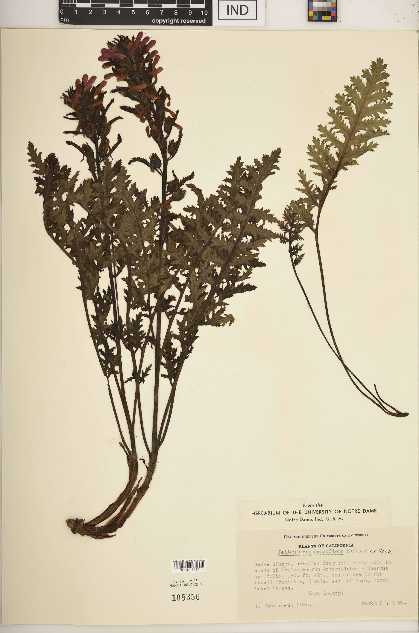 Pedicularis densiflora image