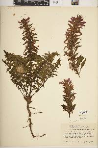 Pedicularis densiflora image