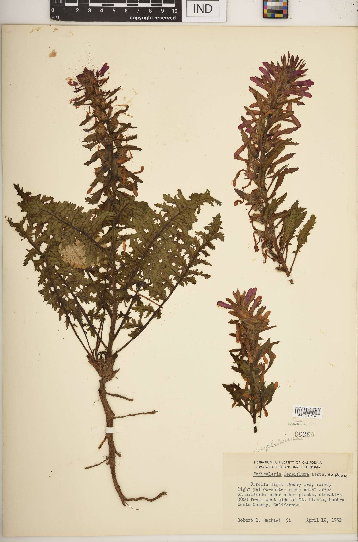 Pedicularis densiflora image