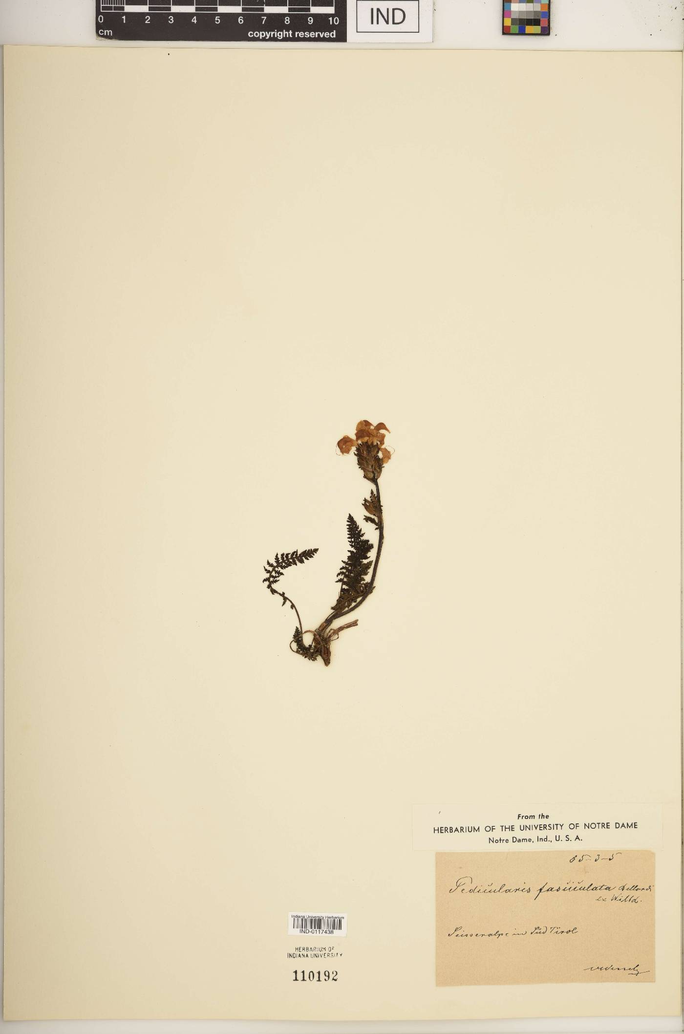 Pedicularis fasciculata image