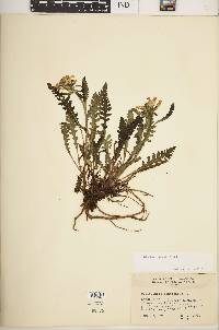 Pedicularis fluviatilis image