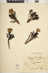 Pedicularis friderici-augusti image