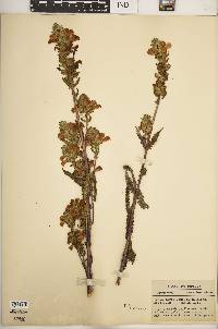 Pedicularis lanceolata image