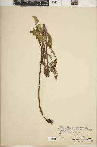Pedicularis lanceolata image