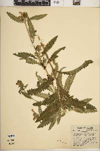 Pedicularis lanceolata image