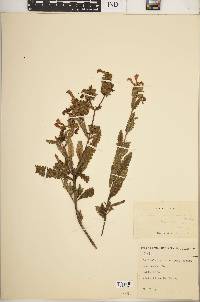 Pedicularis lanceolata image