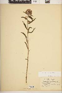 Pedicularis racemosa image