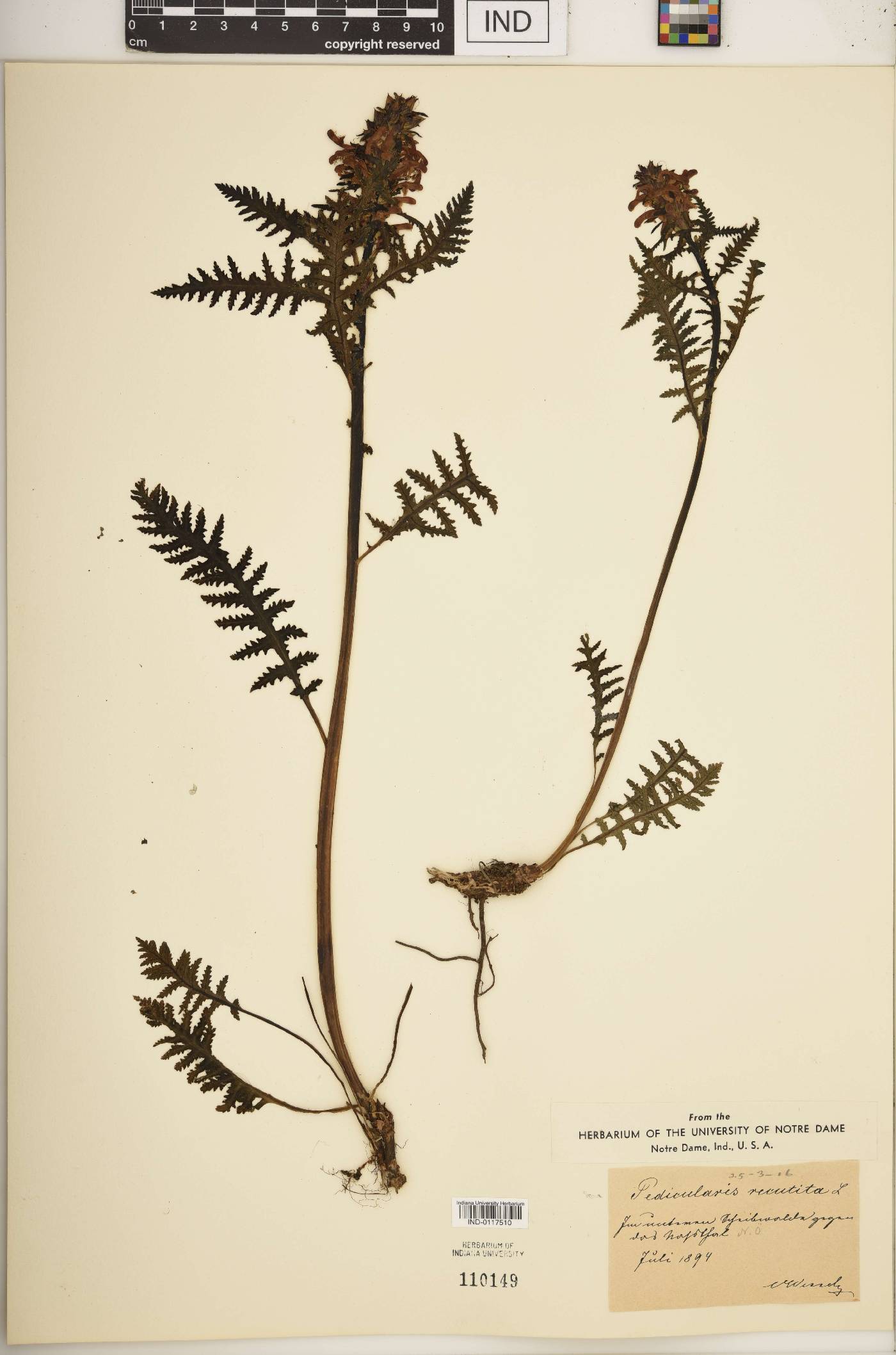 Pedicularis jacquinii image