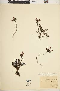 Pedicularis jacquinii image