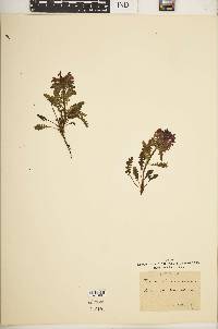 Pedicularis sylvatica image