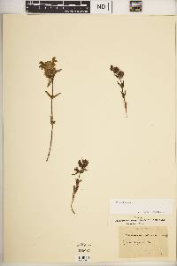 Rhinanthus major image