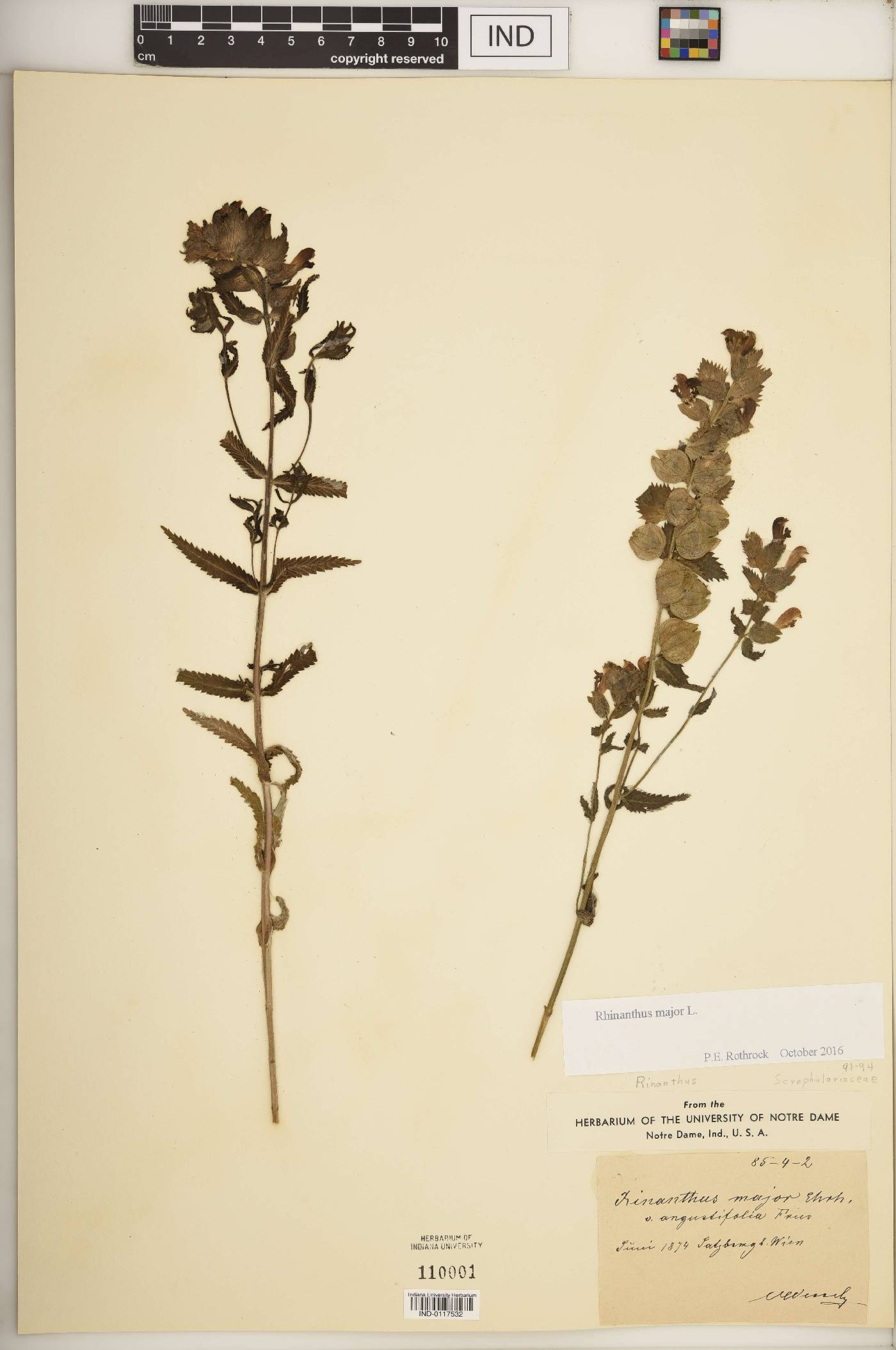 Rhinanthus major image