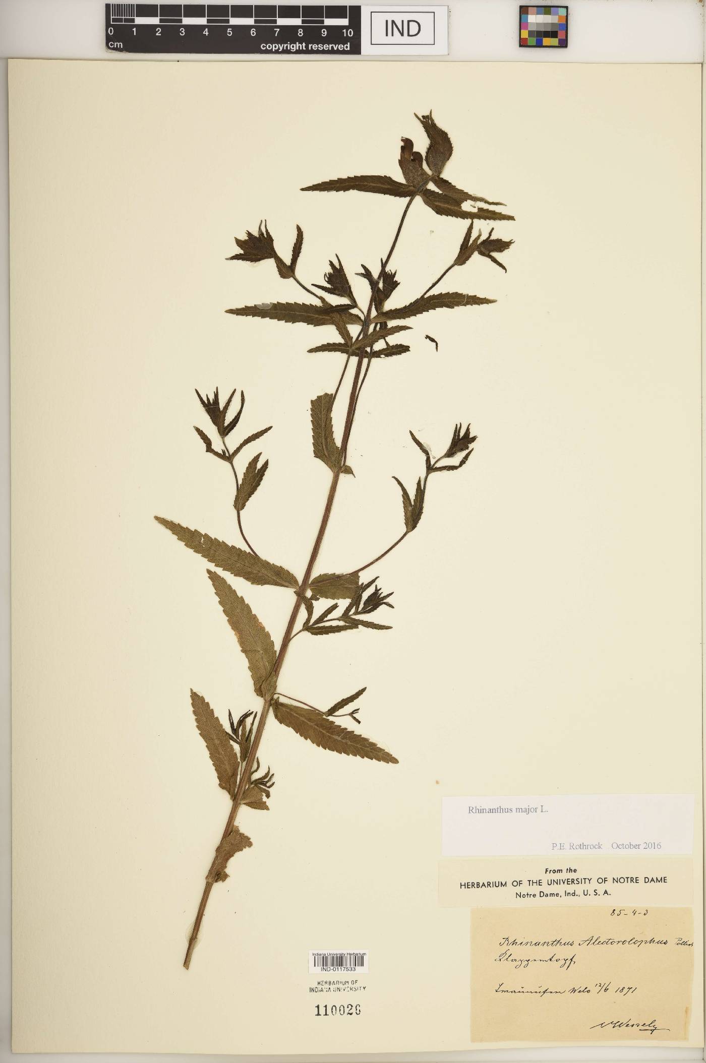 Rhinanthus major image