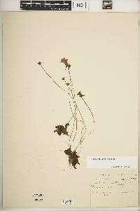 Pinguicula caerulea image