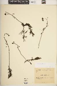 Utricularia australis image