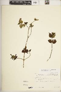 Asystasia gangetica subsp. micrantha image