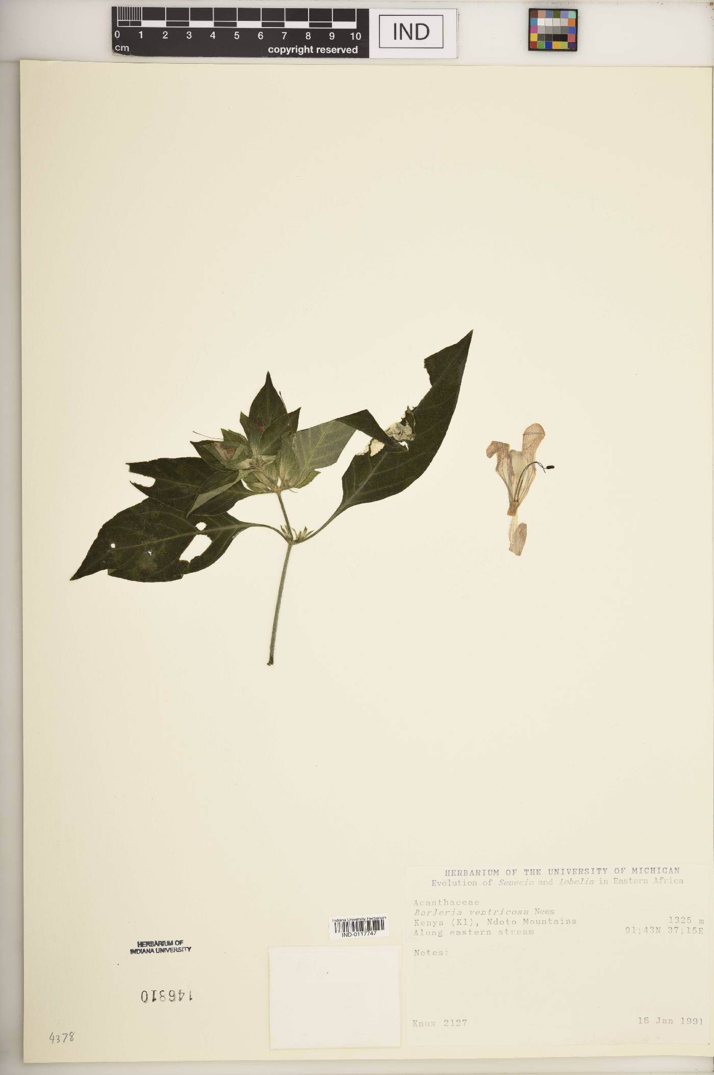 Barleria ventricosa image