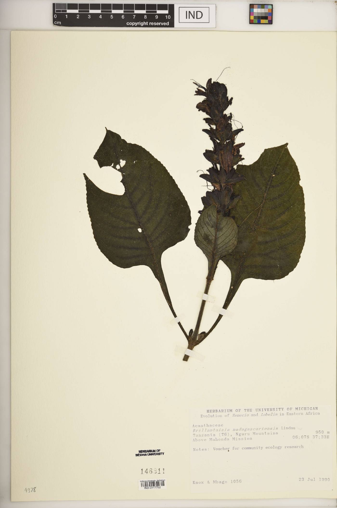 Brillantaisia image
