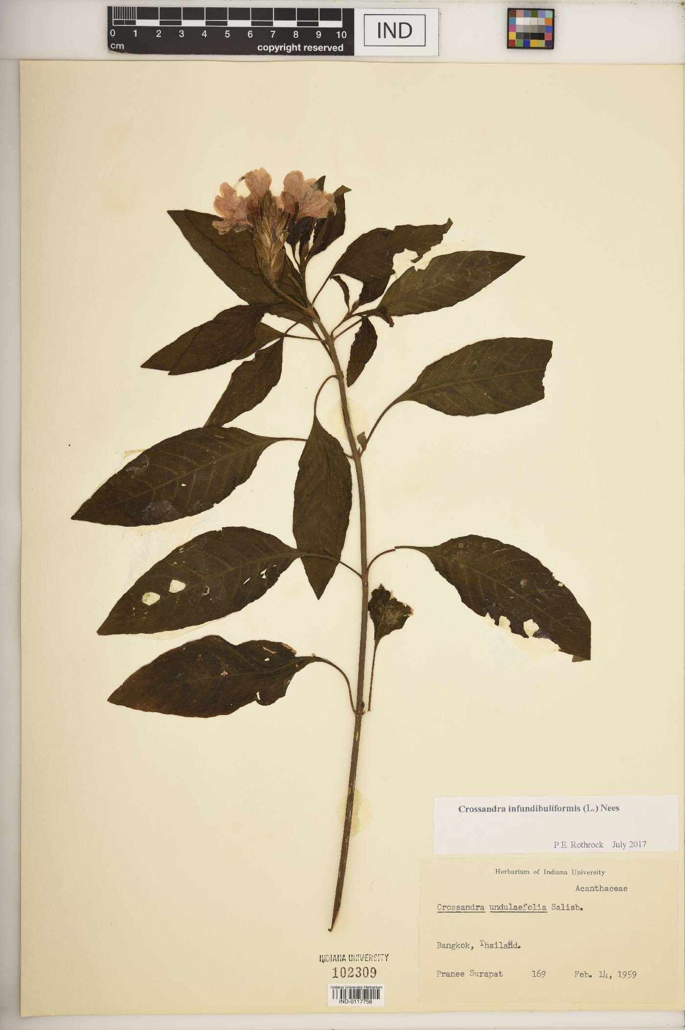 Crossandra infundibuliformis image