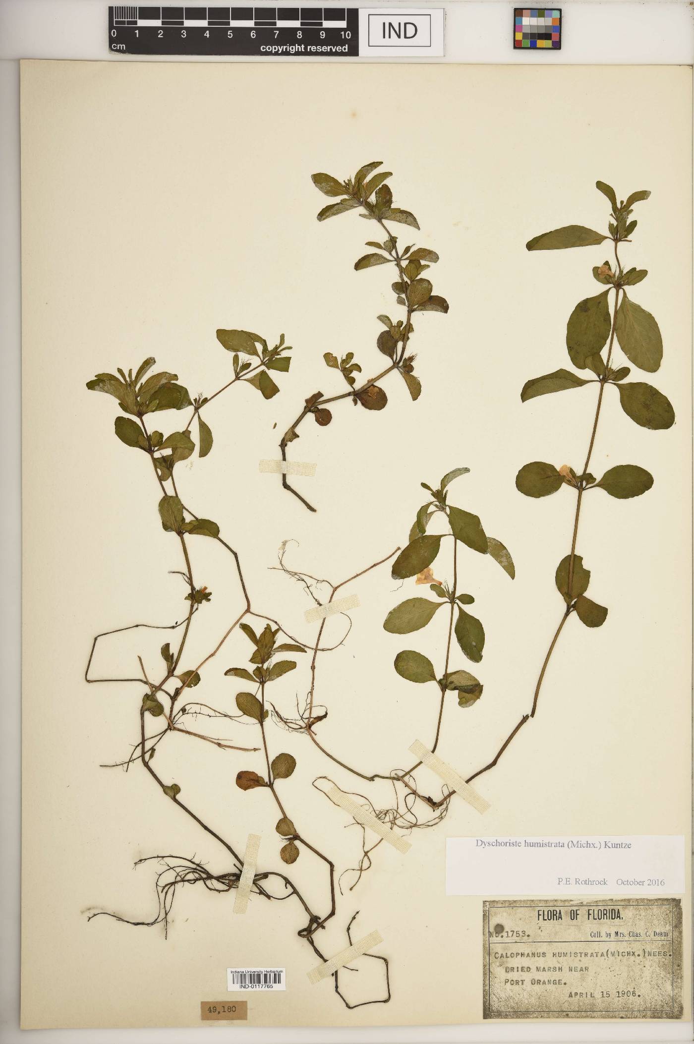 Dyschoriste humistrata image