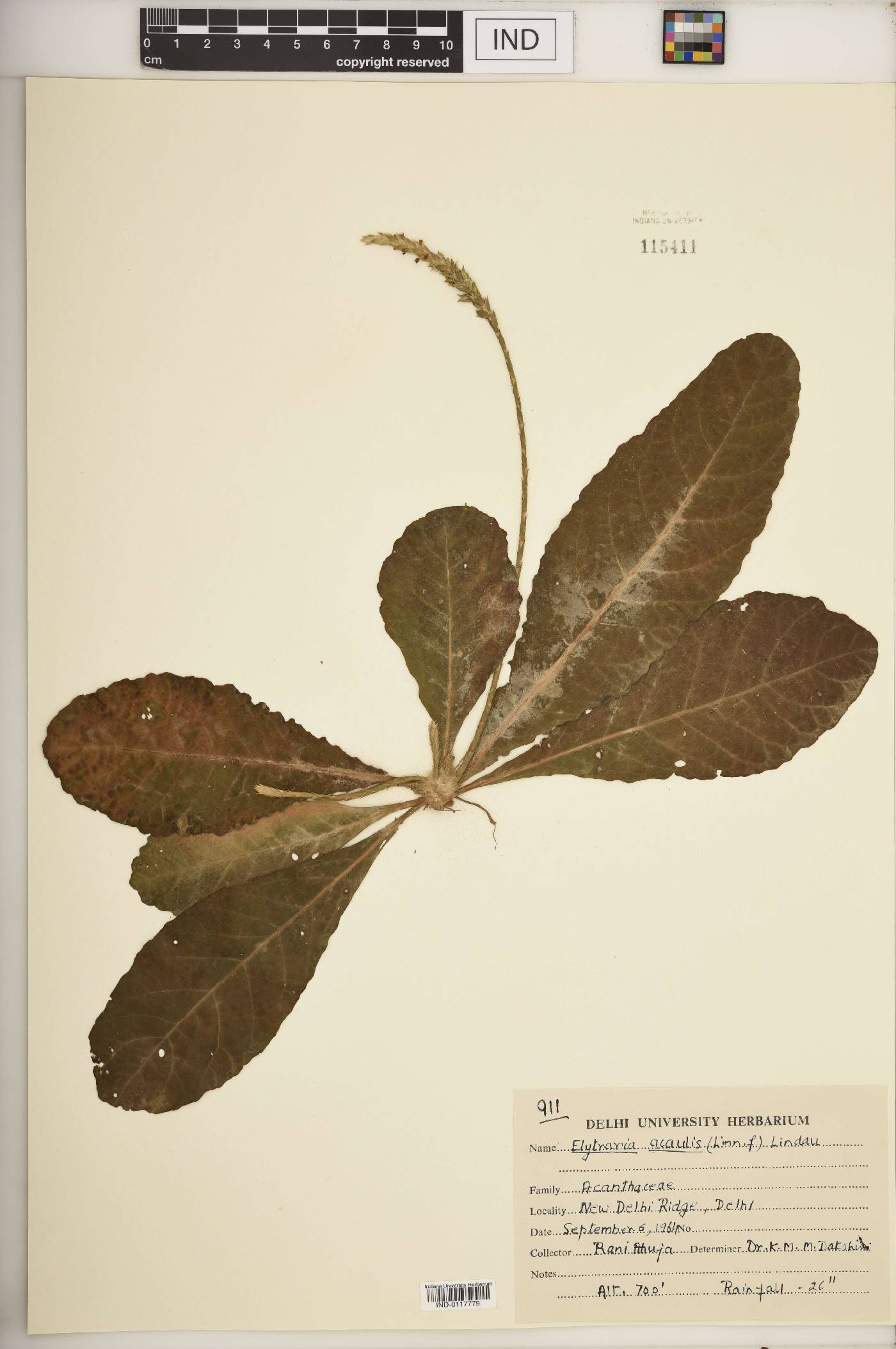 Elytraria acaulis image