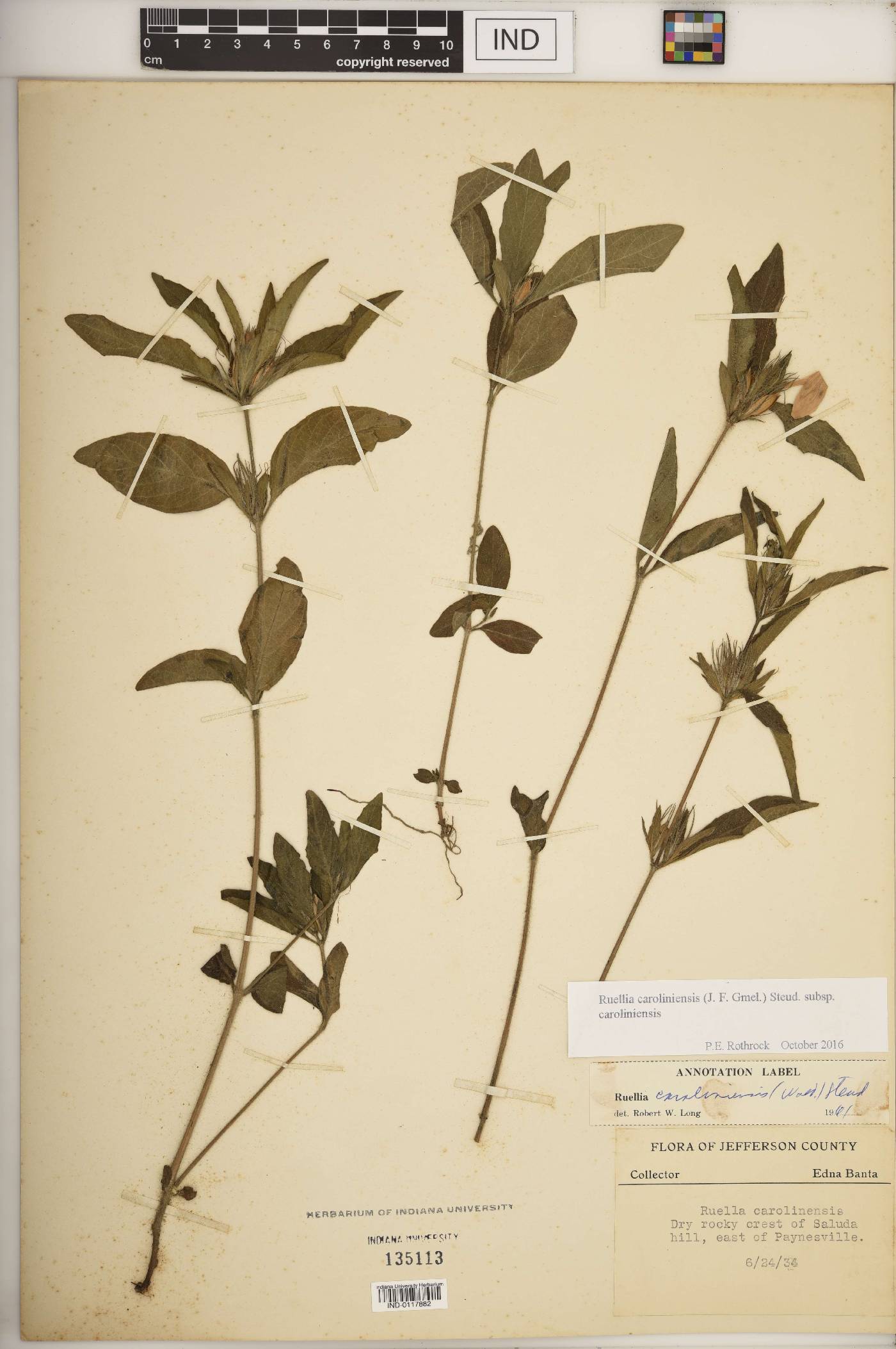 Ruellia caroliniensis subsp. caroliniensis image