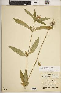Ruellia caroliniensis subsp. caroliniensis image