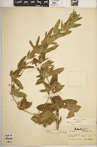 Ruellia humilis image