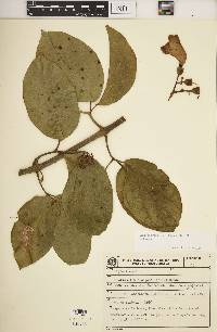 Amphilophium elongatum image
