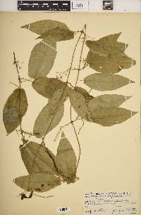 Bignonia capreolata image