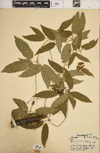 Bignonia capreolata image