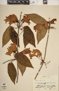 Bignonia capreolata image