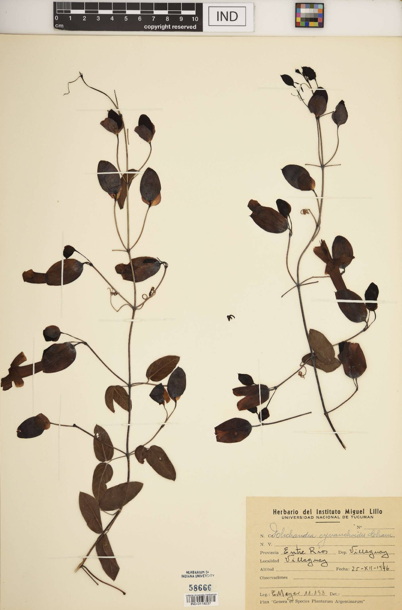Dolichandra cynanchoides image