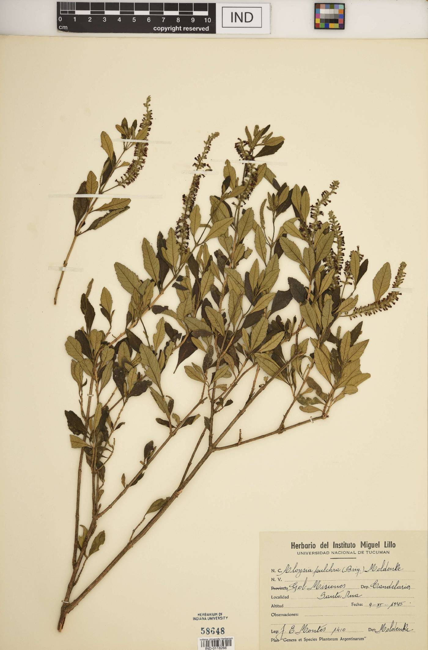 Aloysia pulchra image