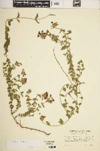 Glandularia peruviana image