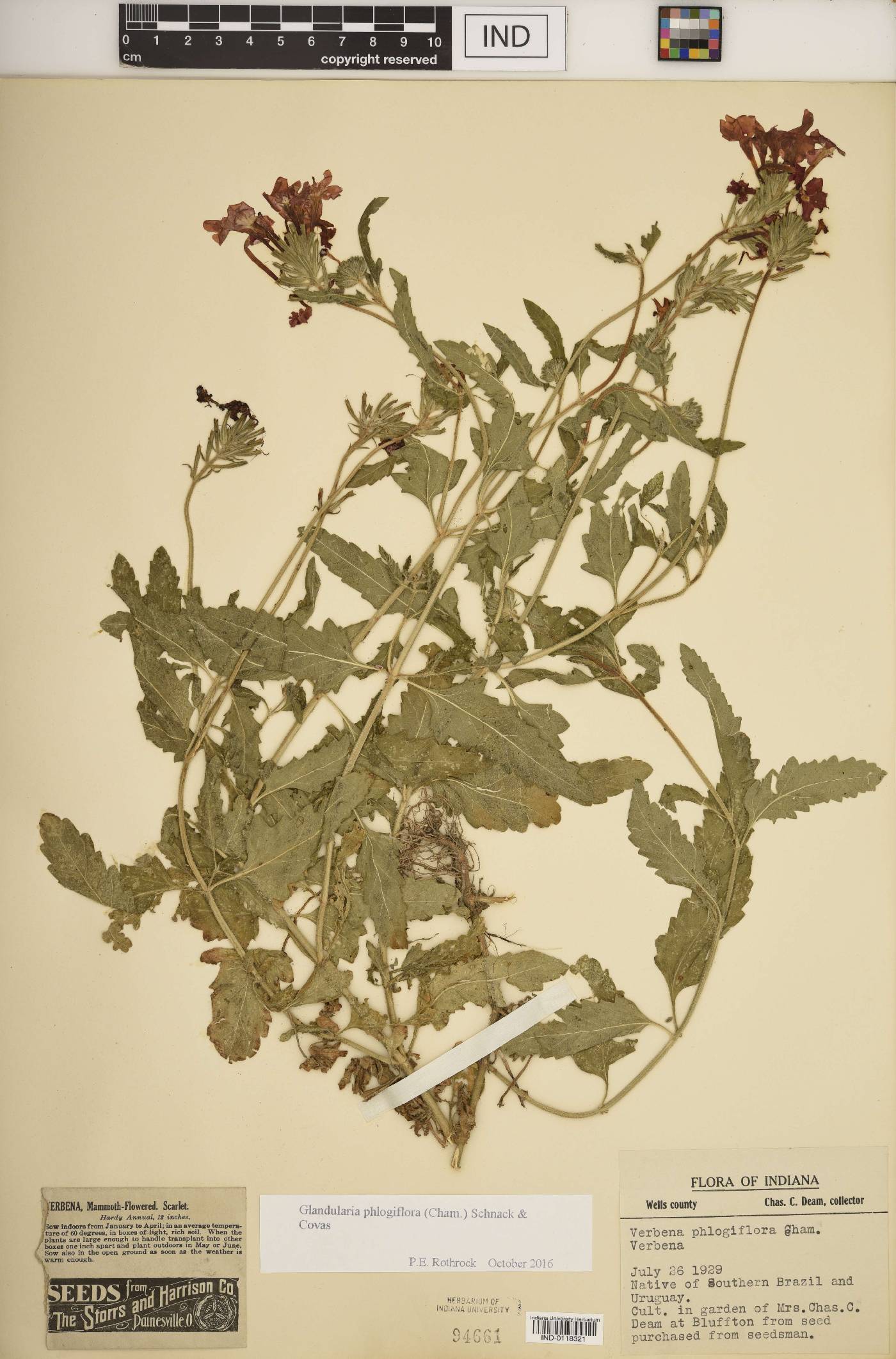 Glandularia phlogiflora image