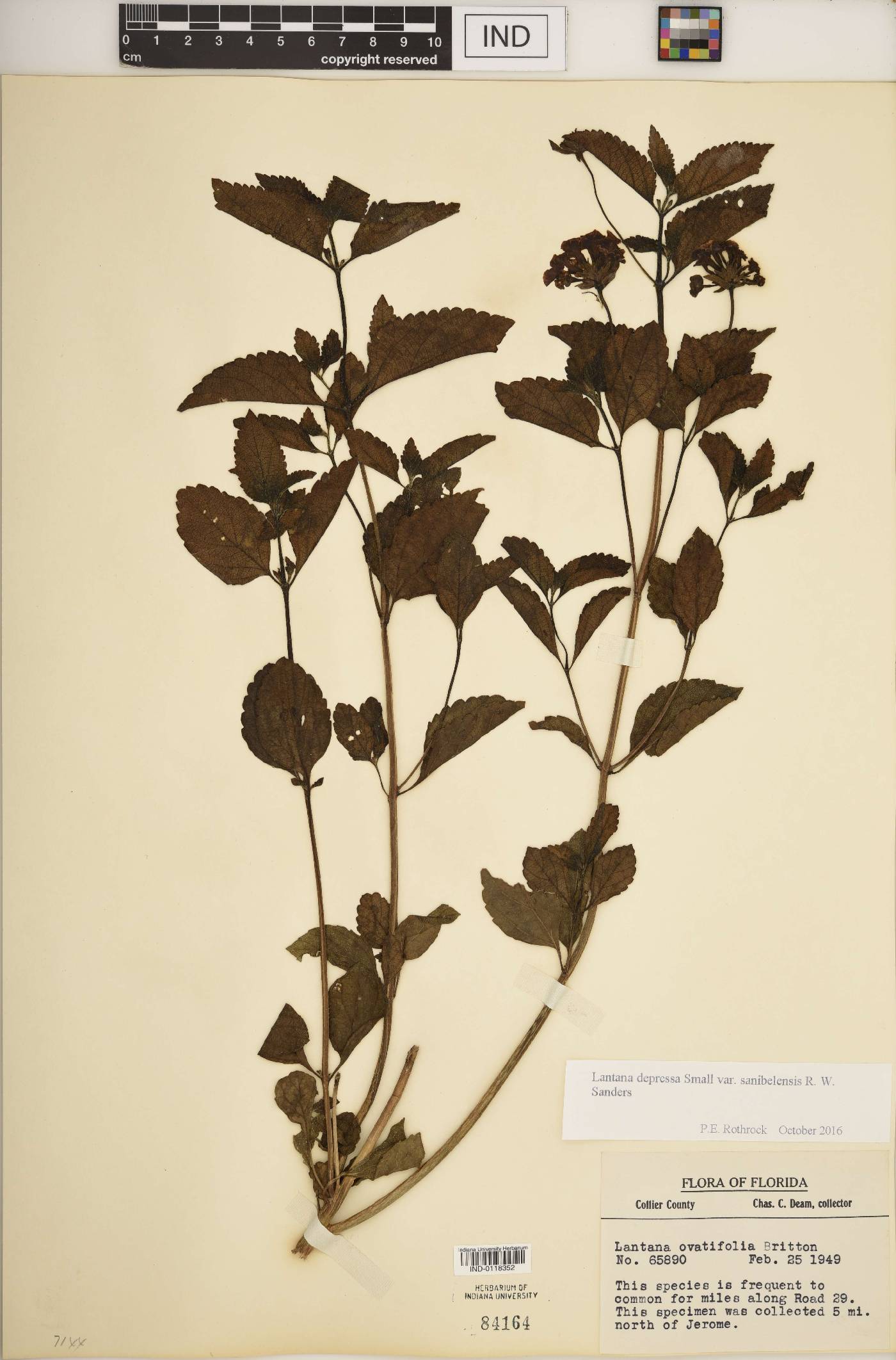 Lantana depressa var. sanibelensis image