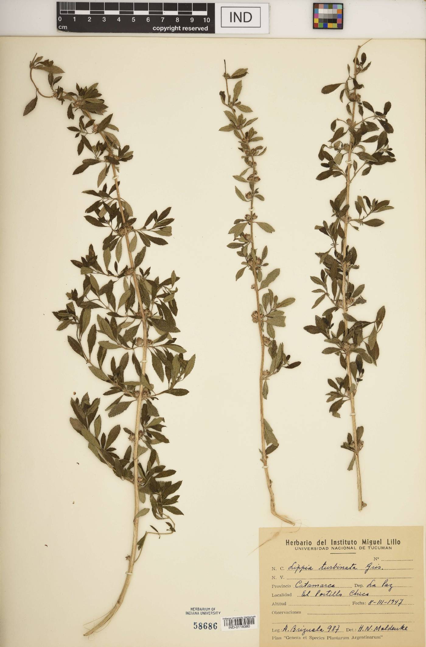Lippia turbinata image