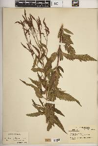 Verbena hastata image