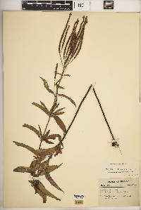 Verbena hastata image