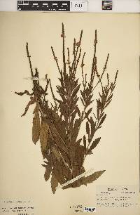 Verbena × moechina image