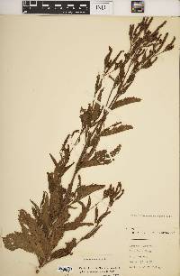 Verbena hastata image