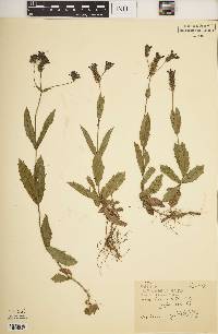 Verbena rigida image