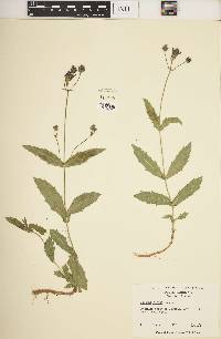 Verbena rigida image